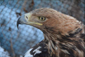 Могнистий Могнистий